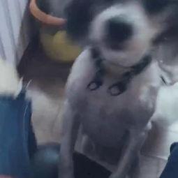 猪妹吃瓜,揭秘娱乐圈背后的那些事儿-第1张图片-网曝911黑料热点事件 猪妹吃瓜,揭秘娱乐圈背后的那些事儿-第1张图片-网曝911黑料热点事件