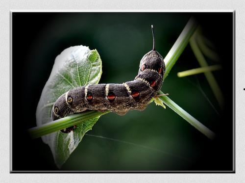 吃瓜的凯特虫,揭秘瓜界“网红”的神奇生活-第2张图片-网曝911黑料热点事件 吃瓜的凯特虫,揭秘瓜界“网红”的神奇生活-第2张图片-网曝911黑料热点事件