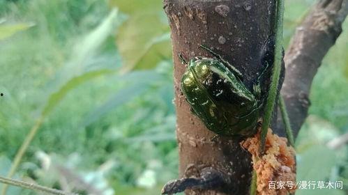 吃瓜的凯特虫,揭秘瓜界“网红”的神奇生活-第3张图片-网曝911黑料热点事件 吃瓜的凯特虫,揭秘瓜界“网红”的神奇生活-第3张图片-网曝911黑料热点事件