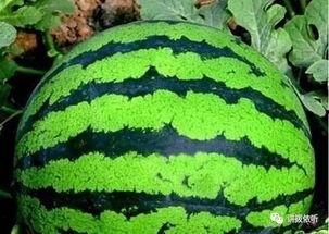 吃瓜的吃第几声,揭秘“吃瓜群众”的吃瓜奥秘-第1张图片-网曝911黑料热点事件 吃瓜的吃第几声,揭秘“吃瓜群众”的吃瓜奥秘-第1张图片-网曝911黑料热点事件