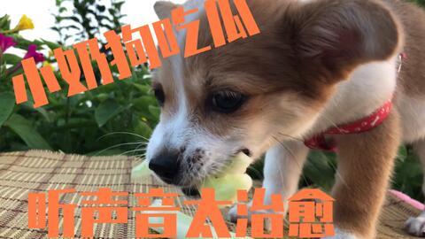 狗狗可以吃刺瓜-第1张图片-网曝911黑料热点事件 狗狗可以吃刺瓜-第1张图片-网曝911黑料热点事件