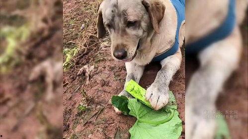 狗狗可以吃刺瓜-第2张图片-网曝911黑料热点事件 狗狗可以吃刺瓜-第2张图片-网曝911黑料热点事件