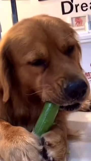 狗狗可以吃刺瓜-第3张图片-网曝911黑料热点事件 狗狗可以吃刺瓜-第3张图片-网曝911黑料热点事件