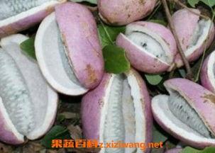 美女吃八月瓜,美女品味田园美味-第1张图片-网曝911黑料热点事件 美女吃八月瓜,美女品味田园美味-第1张图片-网曝911黑料热点事件