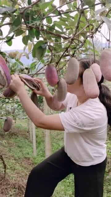 美女吃八月瓜,美女品味田园美味-第2张图片-网曝911黑料热点事件 美女吃八月瓜,美女品味田园美味-第2张图片-网曝911黑料热点事件