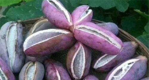 美女吃八月瓜,美女品味田园美味-第3张图片-网曝911黑料热点事件 美女吃八月瓜,美女品味田园美味-第3张图片-网曝911黑料热点事件