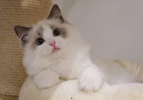 布偶猫吃瓜围观,萌宠视角下的趣味生活瞬间-第3张图片-网曝911黑料热点事件 布偶猫吃瓜围观,萌宠视角下的趣味生活瞬间-第3张图片-网曝911黑料热点事件