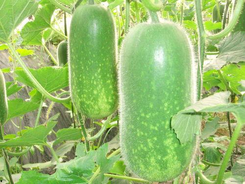 踏月留香茶壶吃瓜,品味人生百态瓜-第1张图片-网曝911黑料热点事件 踏月留香茶壶吃瓜,品味人生百态瓜-第1张图片-网曝911黑料热点事件