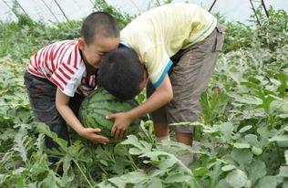 镇平疫情吃瓜事件-第2张图片-网曝911黑料热点事件