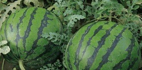 哪能看吃瓜,揭秘“吃瓜”背后的娱乐现象与社会影响-第3张图片-网曝911黑料热点事件 哪能看吃瓜,揭秘“吃瓜”背后的娱乐现象与社会影响-第3张图片-网曝911黑料热点事件