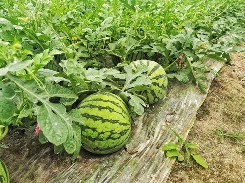 钱塘吃瓜事件视频-第3张图片-网曝911黑料热点事件 钱塘吃瓜事件视频-第3张图片-网曝911黑料热点事件