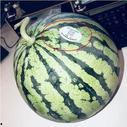 临沂吃瓜网红,揭秘临沂美食圈的热辣故事-第2张图片-网曝911黑料热点事件 临沂吃瓜网红,揭秘临沂美食圈的热辣故事-第2张图片-网曝911黑料热点事件