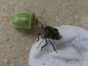 大嘴瓜吃虫子-第1张图片-网曝911黑料热点事件 大嘴瓜吃虫子-第1张图片-网曝911黑料热点事件