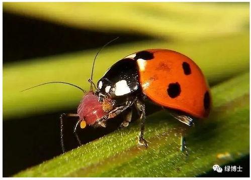 大嘴瓜吃虫子-第2张图片-网曝911黑料热点事件 大嘴瓜吃虫子-第2张图片-网曝911黑料热点事件