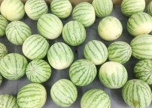 吃瓜想工厂,探寻瓜果产业的秘密加工之旅-第2张图片-网曝911黑料热点事件