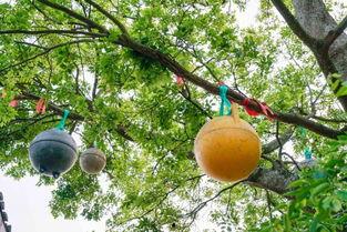 温岭石塘吃瓜,夏日炎炎,瓜香四溢的休闲时光-第3张图片-网曝911黑料热点事件 温岭石塘吃瓜,夏日炎炎,瓜香四溢的休闲时光-第3张图片-网曝911黑料热点事件