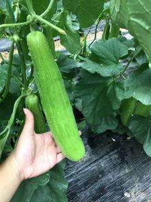 想吃瓜吃自家的瓜,尽享丰收滋味-第2张图片-网曝911黑料热点事件