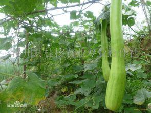 砍瓜怎么吃视频,视频教你轻松美味享受-第1张图片-网曝911黑料热点事件