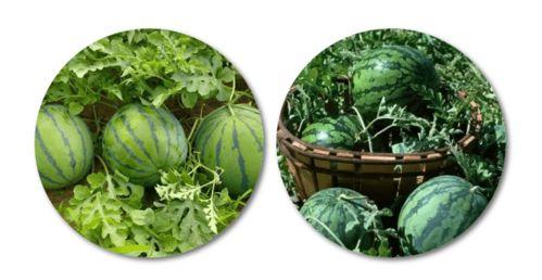 水边吃瓜写真,写真映照夏日风情-第3张图片-网曝911黑料热点事件 水边吃瓜写真,写真映照夏日风情-第3张图片-网曝911黑料热点事件