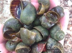 永年的瓜吃的恶心,揭秘为何瓜食令人恶心-第1张图片-网曝911黑料热点事件