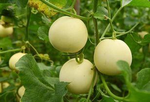 林诺诺吃瓜系统,揭秘娱乐圈幕后风云-第2张图片-网曝911黑料热点事件 林诺诺吃瓜系统,揭秘娱乐圈幕后风云-第2张图片-网曝911黑料热点事件