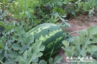 林诺诺吃瓜系统,揭秘娱乐圈幕后风云-第3张图片-网曝911黑料热点事件 林诺诺吃瓜系统,揭秘娱乐圈幕后风云-第3张图片-网曝911黑料热点事件