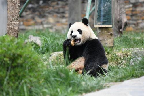 熊猫叮咚吃瓜,熊猫叮咚的甜蜜瓜果时光-第3张图片-网曝911黑料热点事件