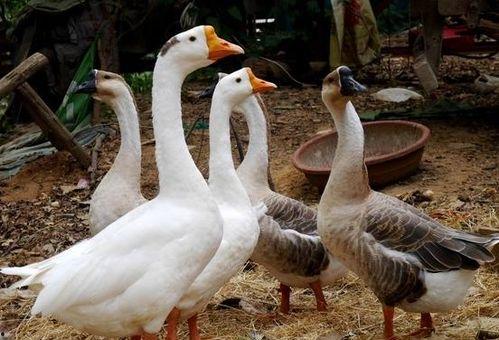 吃瓜鹅族热议,揭秘网络热点的背后故事-第1张图片-网曝911黑料热点事件