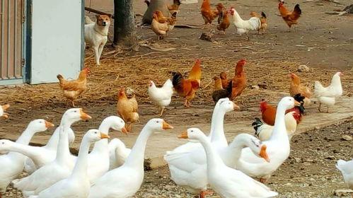 吃瓜鹅族热议,揭秘网络热点的背后故事-第2张图片-网曝911黑料热点事件