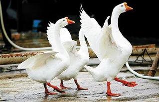 吃瓜鹅族热议,揭秘网络热点的背后故事-第3张图片-网曝911黑料热点事件