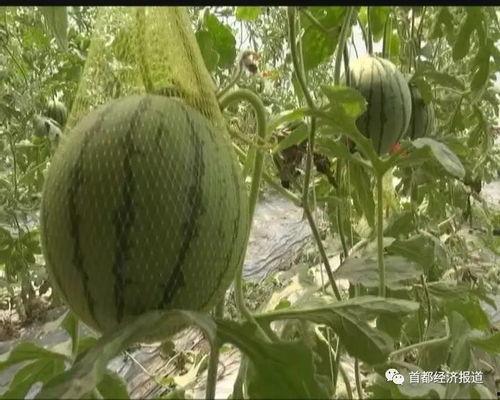 高密吃瓜最新-第3张图片-网曝911黑料热点事件