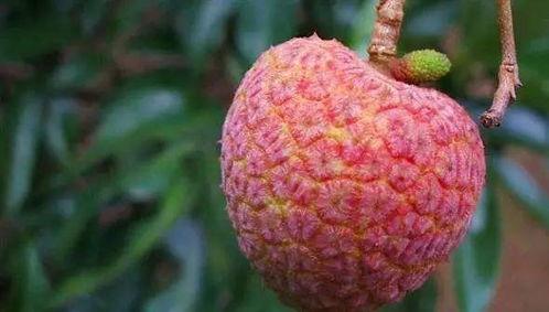 爱吃荔枝吃瓜,夏日消暑美食之旅-第1张图片-网曝911黑料热点事件 爱吃荔枝吃瓜,夏日消暑美食之旅-第1张图片-网曝911黑料热点事件