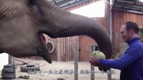 大象怎么吃瓜视频,揭秘热带雨林中的美食时光-第1张图片-网曝911黑料热点事件