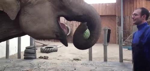 大象怎么吃瓜视频,揭秘热带雨林中的美食时光-第2张图片-网曝911黑料热点事件