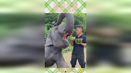 大象怎么吃瓜视频,揭秘热带雨林中的美食时光-第3张图片-网曝911黑料热点事件
