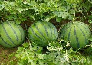 播放吃瓜-第3张图片-网曝911黑料热点事件