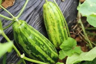 小意吃瓜-第3张图片-网曝911黑料热点事件