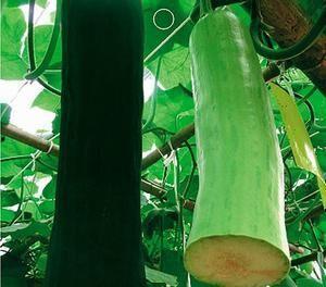 摘谁的瓜吃,一场关于选择与利益的智慧较量-第1张图片-网曝911黑料热点事件