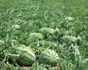 孕妇可以吃棚瓜么,孕妇可以安心享用棚瓜吗？-第3张图片-网曝911黑料热点事件