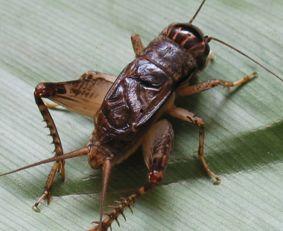 蟋蟀吃角瓜吗-第2张图片-网曝911黑料热点事件