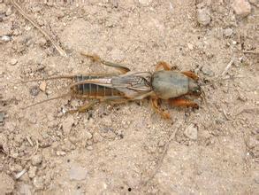 蟋蟀吃角瓜吗-第3张图片-网曝911黑料热点事件