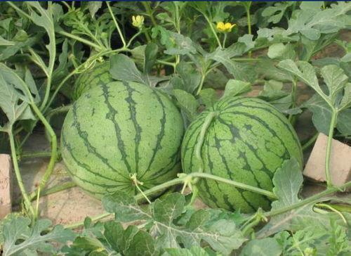 邳州最近吃瓜事件,揭秘背后真相与网络舆论风暴-第1张图片-网曝911黑料热点事件