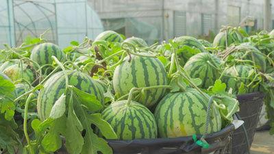 金茂公园吃瓜视频,趣味横生的夏日午后-第3张图片-网曝911黑料热点事件