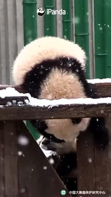 吃瓜小熊舅舅,揭秘娱乐圈背后的那些事儿-第2张图片-网曝911黑料热点事件