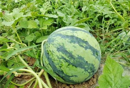 去哪里可以吃瓜,哪里可以尽享夏日清凉-第3张图片-网曝911黑料热点事件