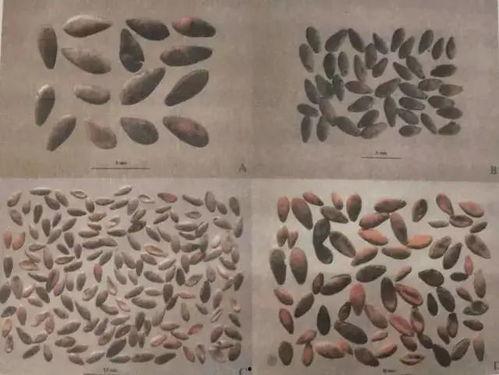 古代穿越吃瓜,古代穿越者的吃瓜日常-第2张图片-网曝911黑料热点事件