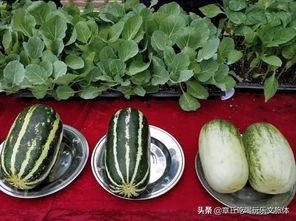 杯瓜咋吃,探索独特美食的烹饪艺术-第2张图片-网曝911黑料热点事件
