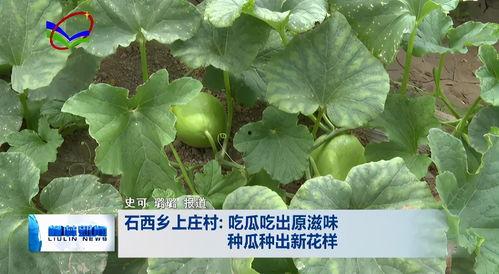 柳职吃瓜,揭秘那些“吃瓜”背后的故事-第3张图片-网曝911黑料热点事件 柳职吃瓜,揭秘那些“吃瓜”背后的故事-第3张图片-网曝911黑料热点事件